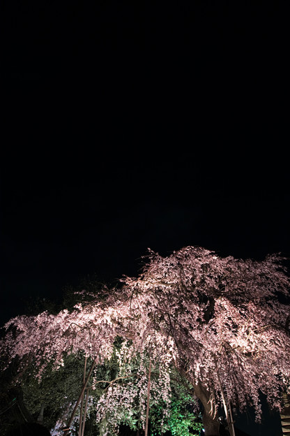 夜桜