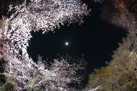 闇夜桜