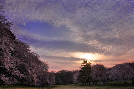朝焼けと桜