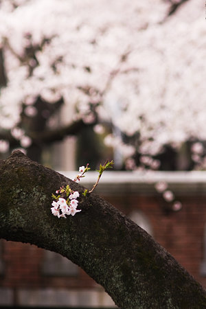桜咲く道