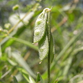 Photos: 種1