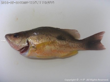 2014-05-06クロホシフエダイ??を食らう (1)