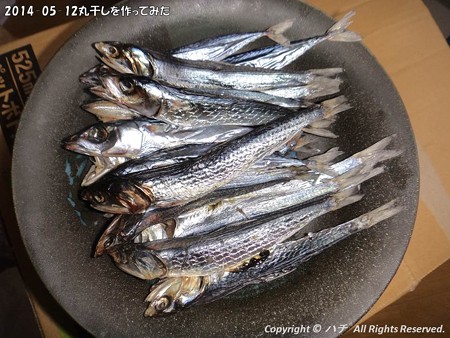 2014-05-12丸干しを作ってみた (5)