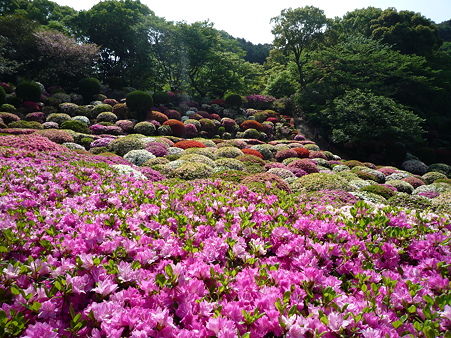御船山楽園のつつじ(3)