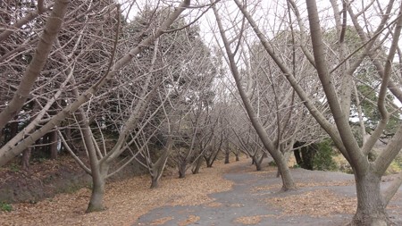tarumizu_senbouityou8