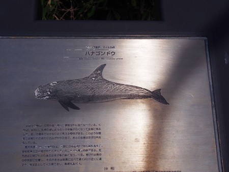 toumeisaki_taiji09