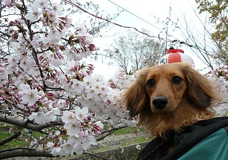 090405_dog