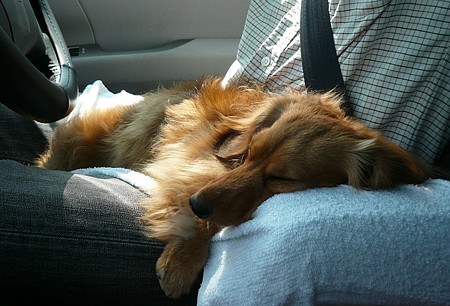 090412_dog