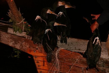 順番待ちをする海鵜