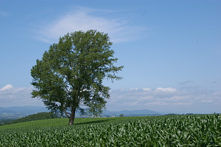 IMGP0989