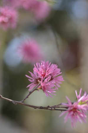 キクモモの花