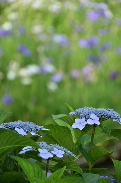 菖蒲のシャワー