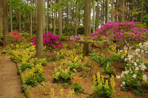 高天原_山草園 (4)