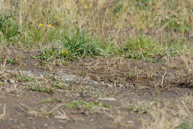 クイズ　ホオジロ科野鳥