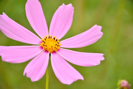 梅雨時の秋桜