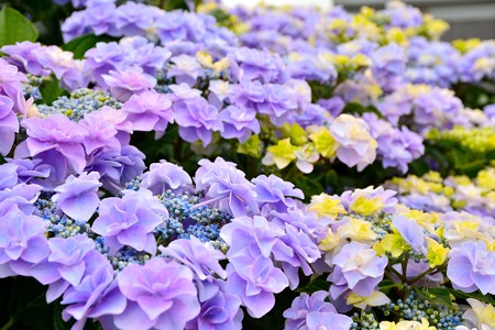 紫陽花