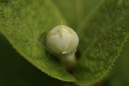 野草園-DSC01995