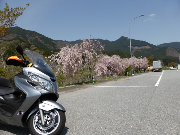 猪篠川のしだれ桜