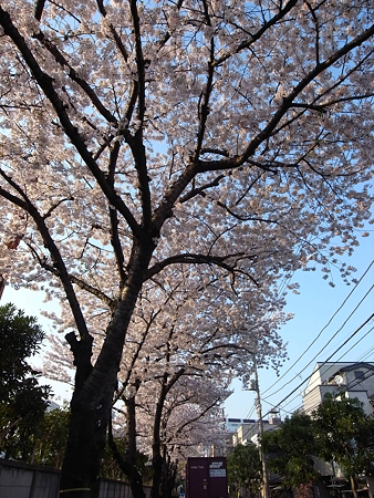 南千住・東京ガス千住テクノステーション周辺の桜(2009/4)