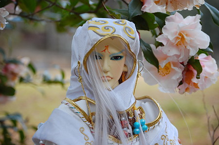 山茶花 8