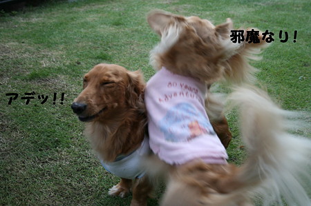 お庭で~ 1
