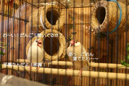 だんごとさくら