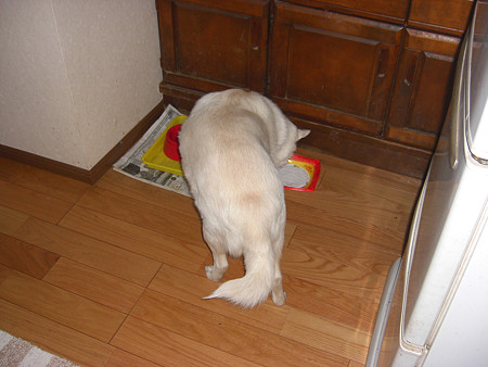 ねこさんごはんをつまみ食いするま しろくま