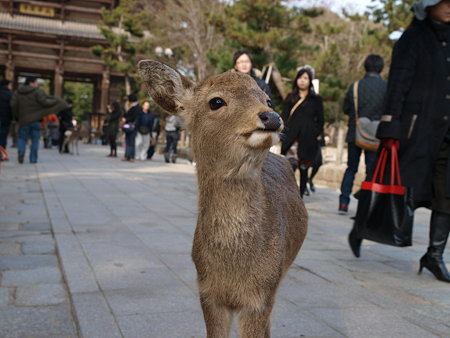 おすまし小鹿