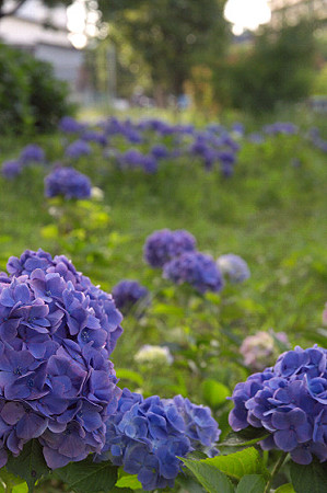 紫陽花 ご近所編 09