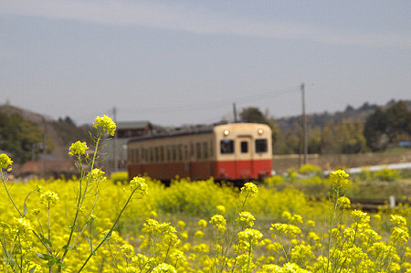 小湊鉄道の葉の花 01