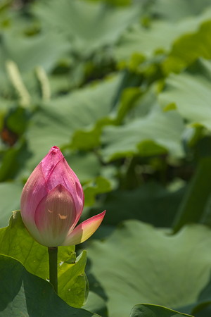 上野公園・蓮