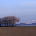 夕暮れの白山と桜